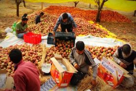 Kashmir apple farmers warn of crisis over Indo-US trade deal