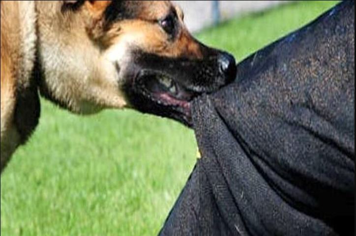 ‘Over two lakh dog bite cases reported In IIOJK in 2024–25’