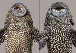 Invasive 'alien' fish spreading in Pakistani waters, threatening biodiversity