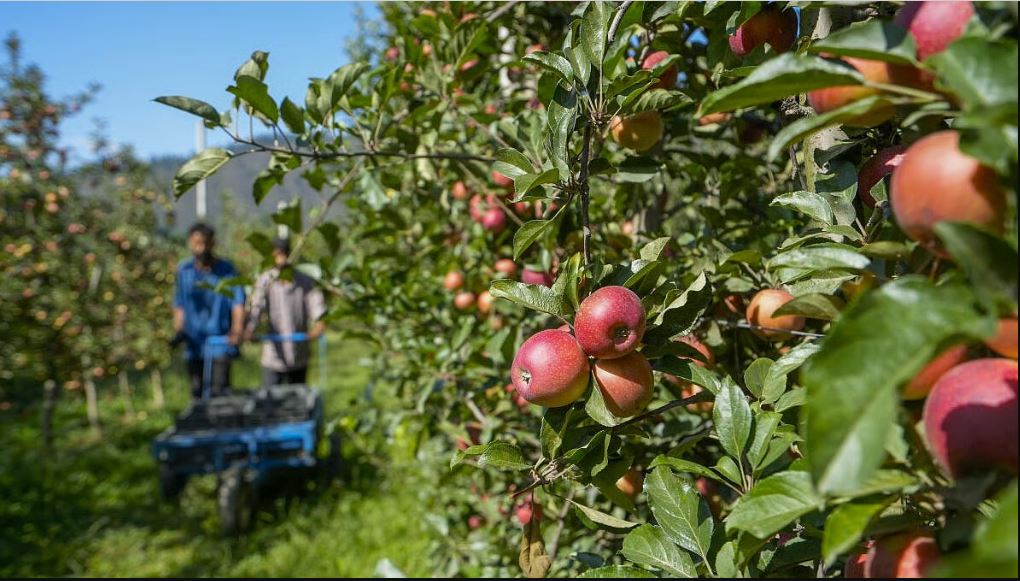US apple imports deal to appease Trump admin, cry Indian growers